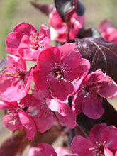Load image into Gallery viewer, Crabapple Tree 'Perfect Purple'