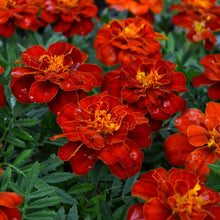 Load image into Gallery viewer, Marigold (French) 'Durango Red'