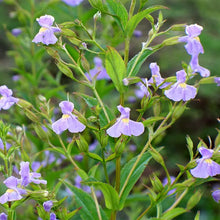 Load image into Gallery viewer, Mimulus ringens (Allegheny Monkey Flower)