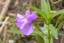 Load image into Gallery viewer, Mimulus ringens (Allegheny Monkey Flower)