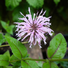 Load image into Gallery viewer, Monarda bradburiana