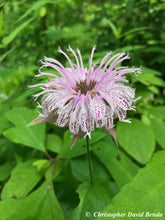 Load image into Gallery viewer, Monarda bradburiana