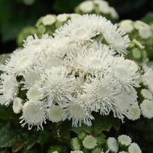 Load image into Gallery viewer, Ageratum