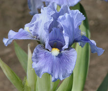 Load image into Gallery viewer, German Iris 'Sky of Blue'