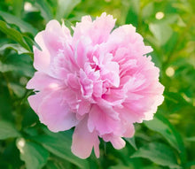 Load image into Gallery viewer, Peony 'Dinner Plate'