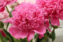 Load image into Gallery viewer, Peony 'Edulis Superba'