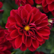 Load image into Gallery viewer, Dahlias Dahlietta® Series