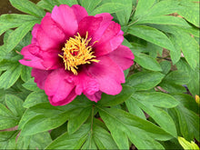 Load image into Gallery viewer, Peony 'Itoh Pink Ardour'