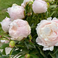 Load image into Gallery viewer, Peony 'Alertie'
