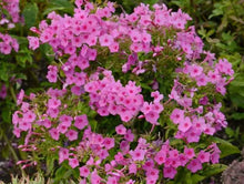 Load image into Gallery viewer, Phlox paniculata 'Flame™ Pink Pop'