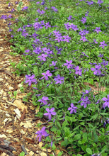 Load image into Gallery viewer, Phlox stolonifera (Creeping Phlox)