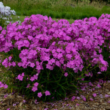 Load image into Gallery viewer, Phlox 'Opening Act Ultra Pink'