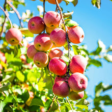 Load image into Gallery viewer, Apple Tree 'Pink Lady Dwarf'
