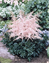 Load image into Gallery viewer, Astilbe 'Pink Lightning'