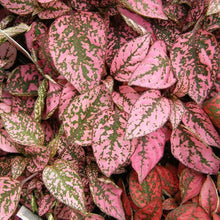 Load image into Gallery viewer, Polka Dot Plant (Splash Plant)