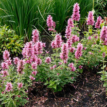 Load image into Gallery viewer, Agastache POQUITO™ 'Lavender'