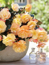 Load image into Gallery viewer, Begonia 'Fragrant Falls Peach'