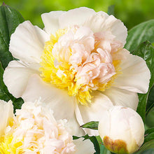 Load image into Gallery viewer, Peony 'Honey Gold'