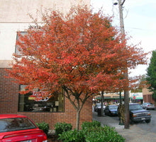 Load image into Gallery viewer, Serviceberry 'Autumn Brilliance'
