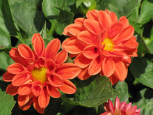 Load image into Gallery viewer, Dahlias Dahlietta® Series