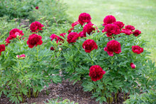 Load image into Gallery viewer, Peony 'Happy Maroon'