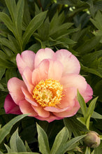 Load image into Gallery viewer, Peony 'Itoh Julia Rose'