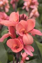 Load image into Gallery viewer, Canna Lily