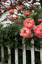 Load image into Gallery viewer, Peony 'Coral Charm'