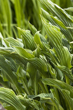 Load image into Gallery viewer, Hosta 'Praying Hands'