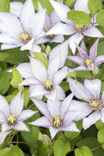 Load image into Gallery viewer, Clematis 'Samaritan Jo'