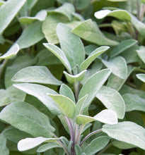 Load image into Gallery viewer, Herb Trio- Sage Berggarten
