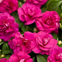 Load image into Gallery viewer, Double Impatiens