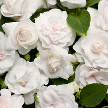 Load image into Gallery viewer, Double Impatiens