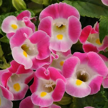 Load image into Gallery viewer, Torenia