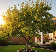 Load image into Gallery viewer, Pear Tree 'Warren'