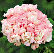 Load image into Gallery viewer, Geranium 'Apple Blossom'