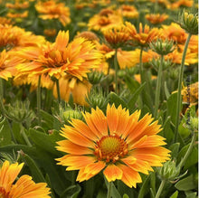 Load image into Gallery viewer, Gaillardia 'SpinTop™ Mango'