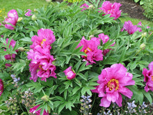 Load image into Gallery viewer, Peony 'Itoh First Arrival'