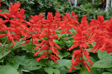 Load image into Gallery viewer, Annual Salvia