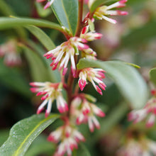 Load image into Gallery viewer, Sarcococca 'Sweet N Low' (Sweetbox)