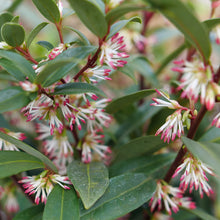 Load image into Gallery viewer, Sarcococca 'Sweet N Low' (Sweetbox)