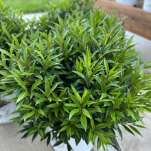 Load image into Gallery viewer, Sarcococca 'Sweet N Low' (Sweetbox)