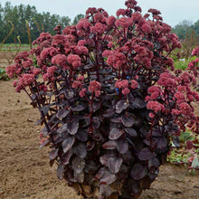 Load image into Gallery viewer, Sedum 'Night Embers'