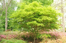 Load image into Gallery viewer, Japanese Maple 'Seiryu'