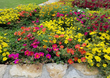 Load image into Gallery viewer, Portulaca