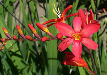 Load image into Gallery viewer, Crocosmia 'Sharona'