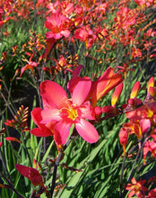 Load image into Gallery viewer, Crocosmia 'Sharona'