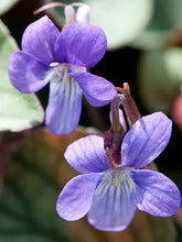 Load image into Gallery viewer, Viola 'Silver Gem'