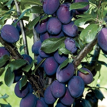 Load image into Gallery viewer, Plum Tree 'Stanley Prune'