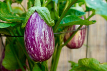 Load image into Gallery viewer, Eggplant 'Pinstripe'